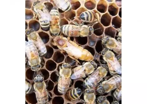 Mated Queen Honey Bee